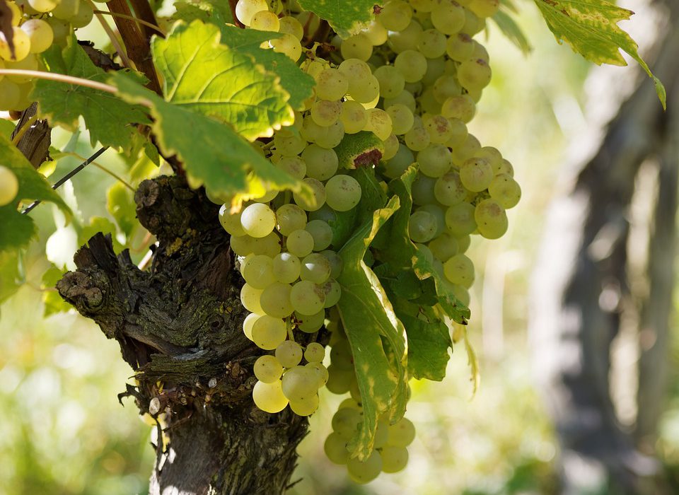 Cómo se elabora el vino blanco