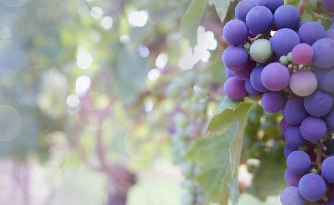 Vinos Ecológicos y Naturales