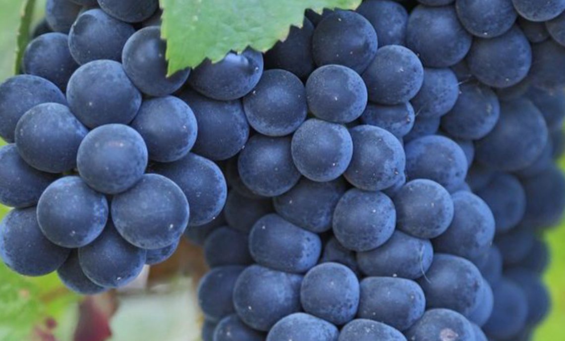 Uva Cabernet Franc