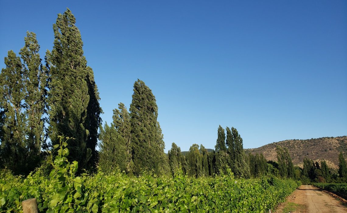 Viña Botalcura