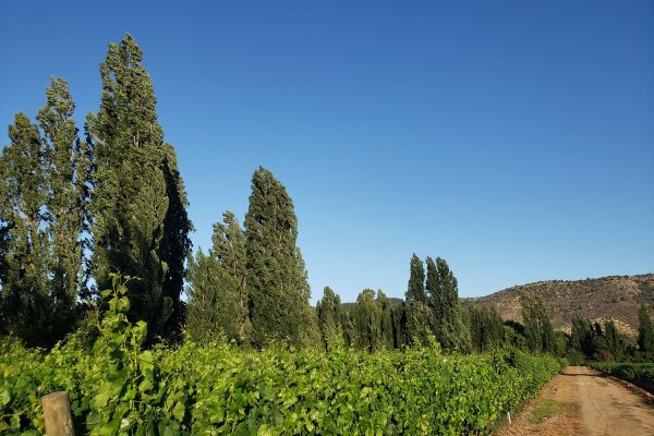 Viña Botalcura