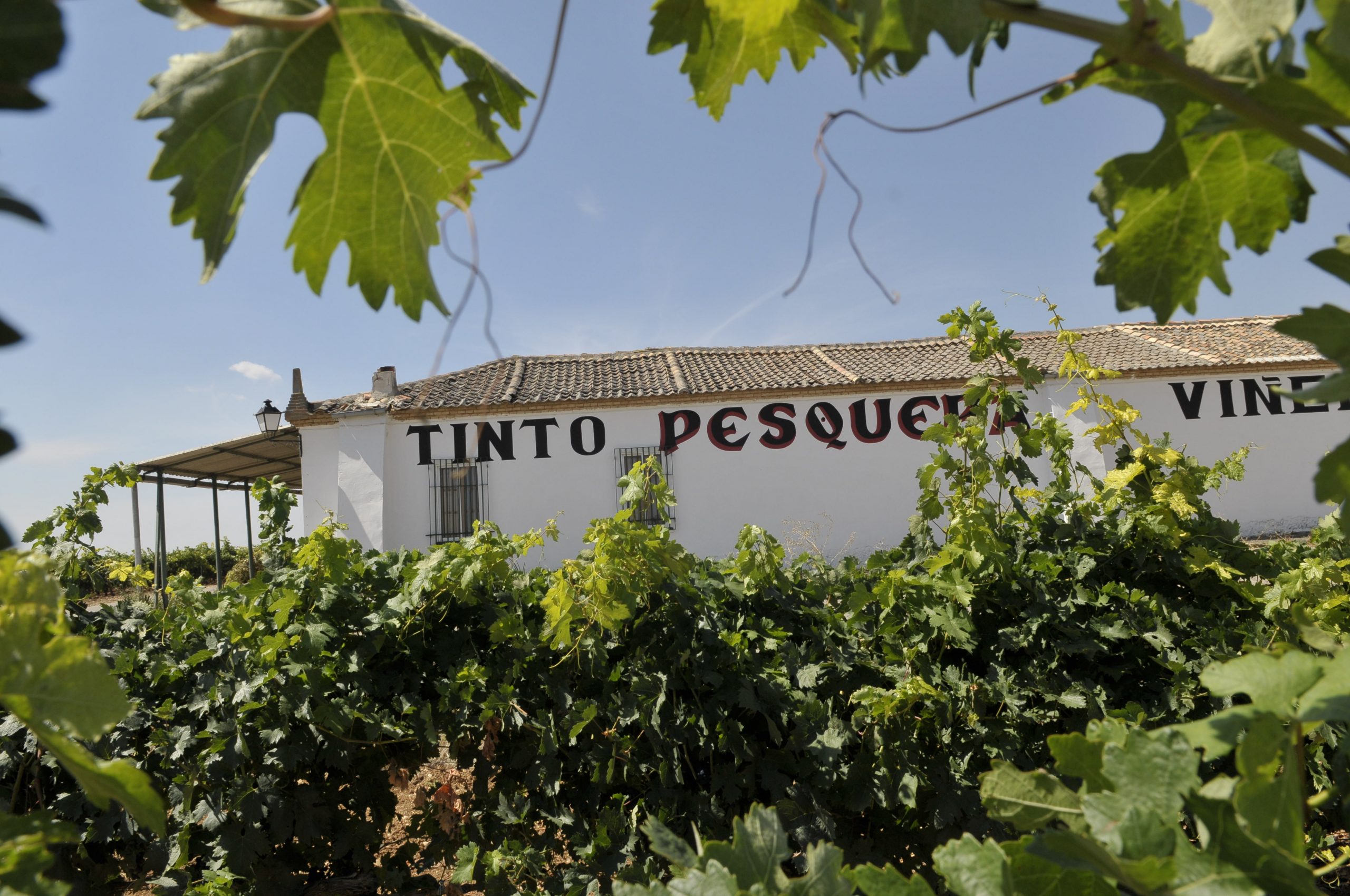 «Tinto Pesquera», un vino referente en Ribera del Duero, España.